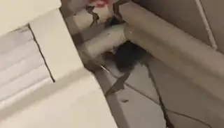 La presencia de ratas en varios barrios de Salamanca vuelve a indignar a los vecinos