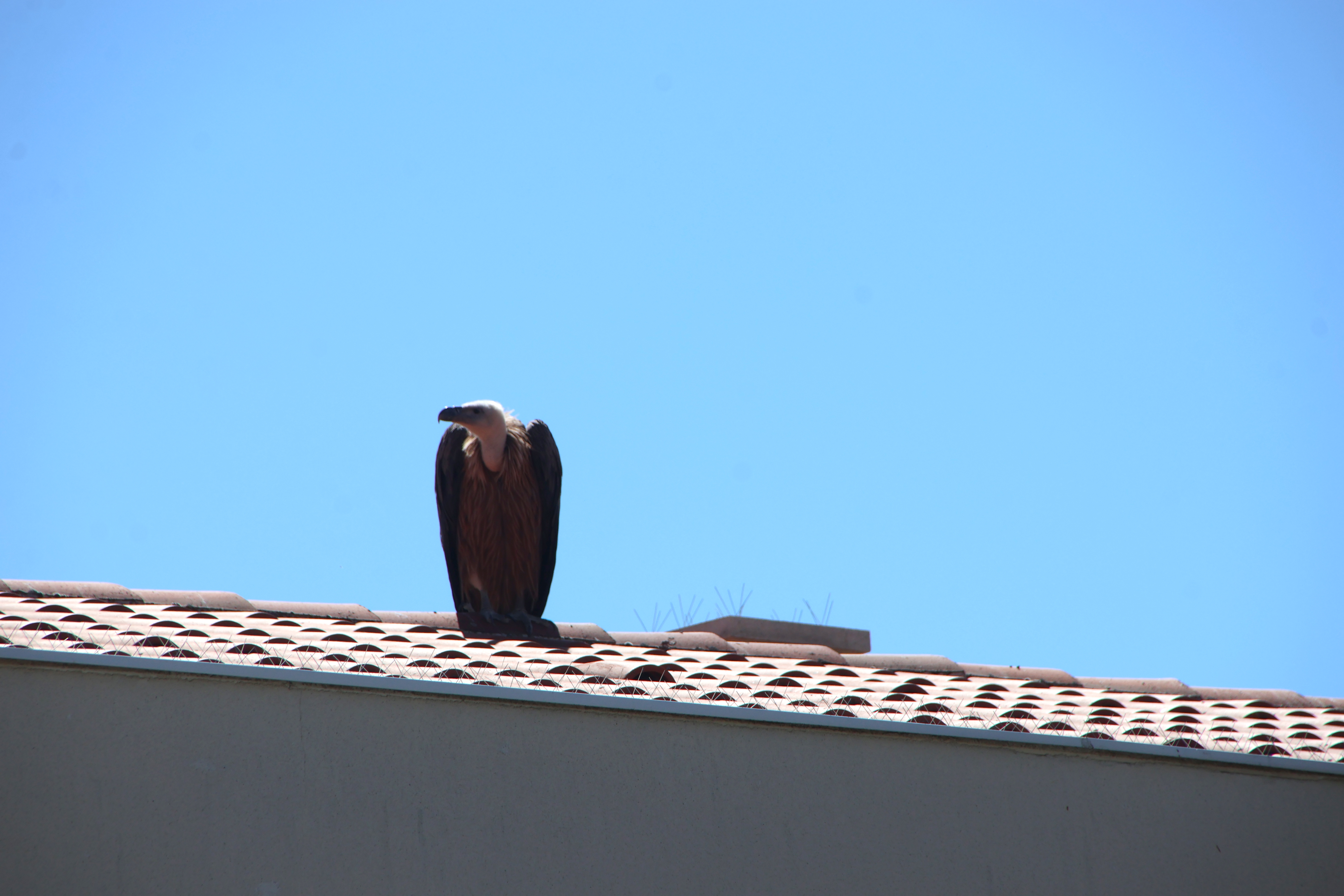 Buitre Posado Sobre Una Vivienda De Cabrerizos (32)