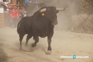 Toro del cajón y capea en Alba (66)