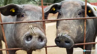 Cerdo ibérico en una explotación ganadera de Salamanca | Foto: S24H