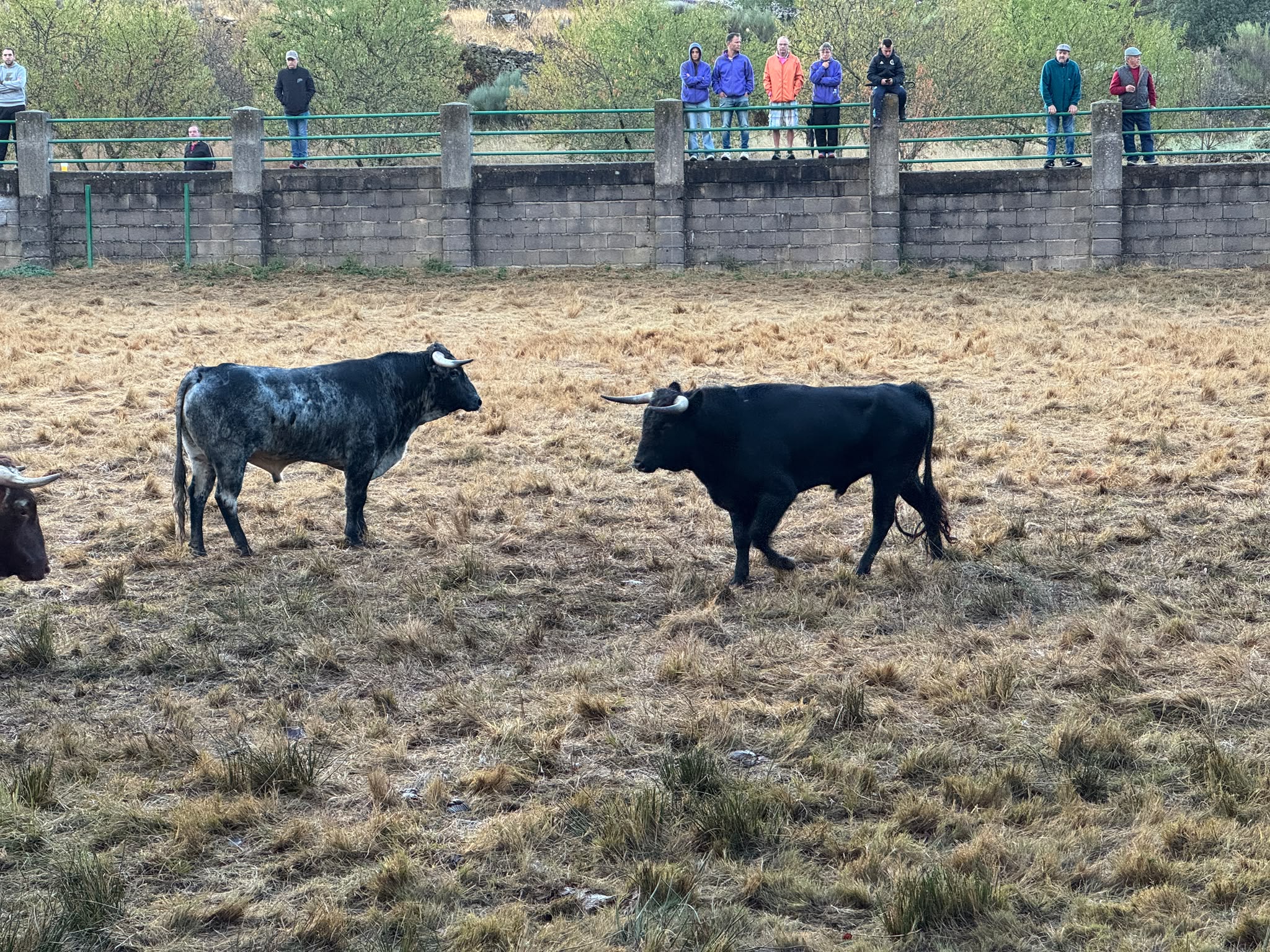 Encierro a Caballo De Novillos De La Campana En Aldead&aacute;vila De La Ribera. Salamanca24horas (11)