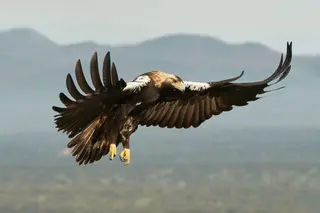Águila imperial ibérica | Miguel Rouco