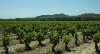 El Irnasa lidera un estudio pionero sobre la contaminación por pesticidas en suelos de viñedos