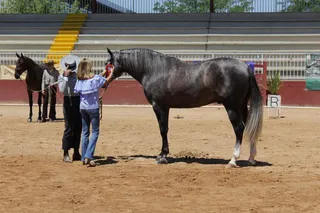 Entrega de Premios del XXX Concurso Morfológico y Funcional de Caballos de Pura Raza Española