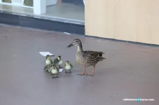 Patitos en La Vega 1