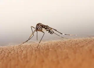 Picadura del mosquito tigre. Foto de archivo Europa Press