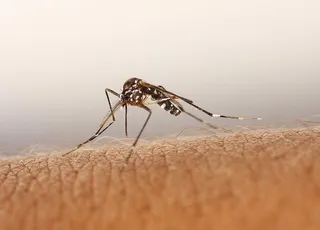 Picadura del mosquito tigre. Foto de archivo Europa Press