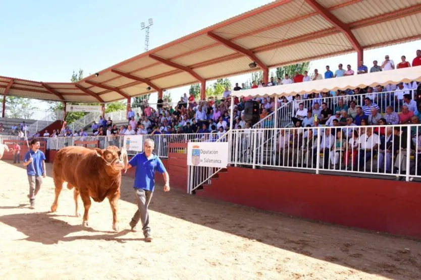 Subasta de bovino en el anillo de exhibiciones