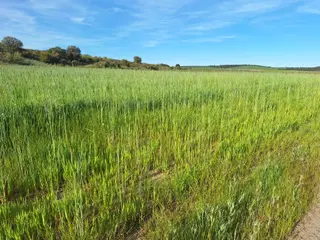 Foto de archivo de un campo de cultivo