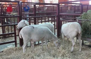 La mesa de despiece ibérico y la de ovino animan la Lonja