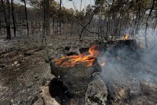 Superficie del fuego arrasada en El Maillo José Vicente (ICAL) (10)