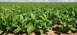 Asegurar la nascencia de la remolacha, recomendado por su bajo coste por hectárea