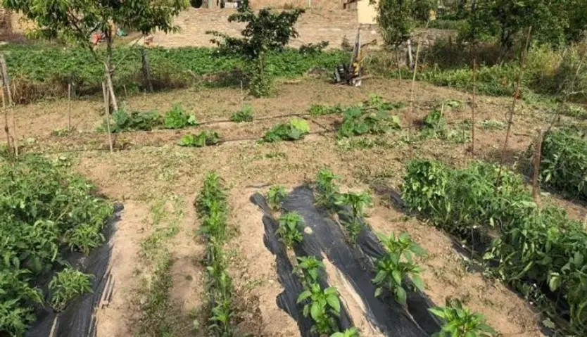 Huerto