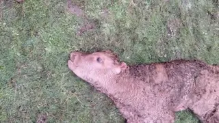 Ternero atacado por meloncillos. ASAJA Salamanca