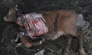Denuncian continuos ataques de lobos en Cabeza de Framontanos