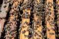Abejas en una colmena | Europa Press
