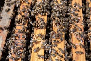 Abejas en una colmena EP