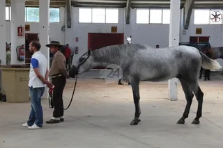 Premios del Salón del Caballo