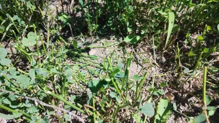 Destrozos de los topillos en los campos salmantinos durante la cosecha de agosto de 2024, en Santiago de la Puebla (5)