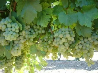 Los productores de uva reciben 4,3 millones en indemnizaciones de Agroseguro