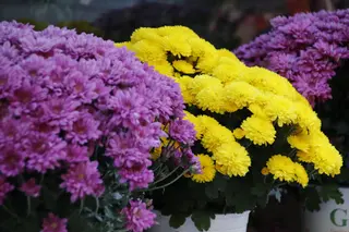 Flores. Foto de archivo