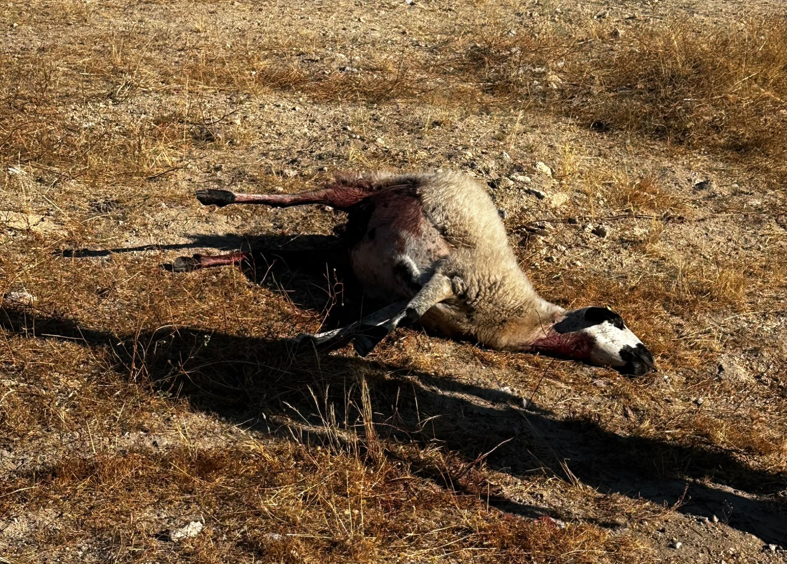 Oveja atacada por el lobo en Pere&ntilde;a de la Ribera