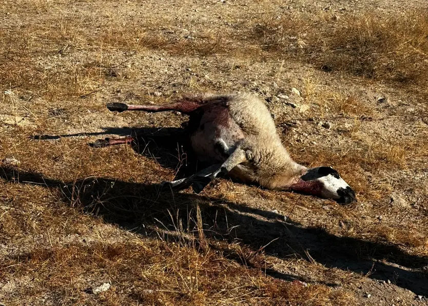 Oveja atacada por el lobo en Pereña de la Ribera
