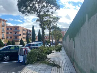 Árboles caídos en la avenida Genaro De No
