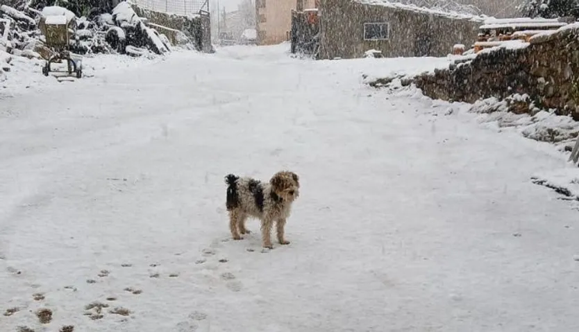 Nieve en Pereña de la Ribera, jueves 13 de febrero (1)