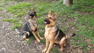 CSIF solicita a la Junta la creación de unidades caninas para la protección del medio ambiente de la Comunidad