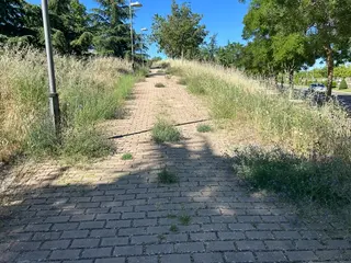 El parque Juan Tenorio entre la maleza seca