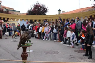 Exhibición de Cetrería en el I Mercado Medieval de Castellanos de Moriscos (48)