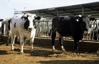Agricultura solicitará la prórroga de las cuotas lácteas o los derechos de plantación de viñedo