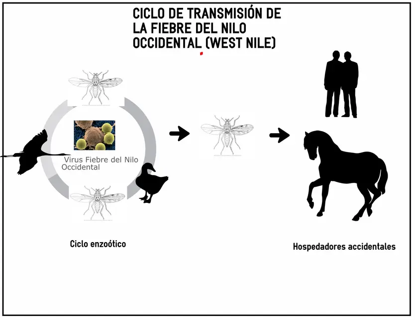 Ciclo de transmisión del VFNO | MAPA