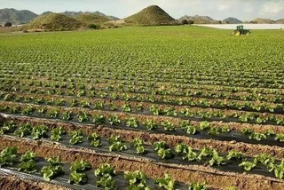Campo. Foto de archivo