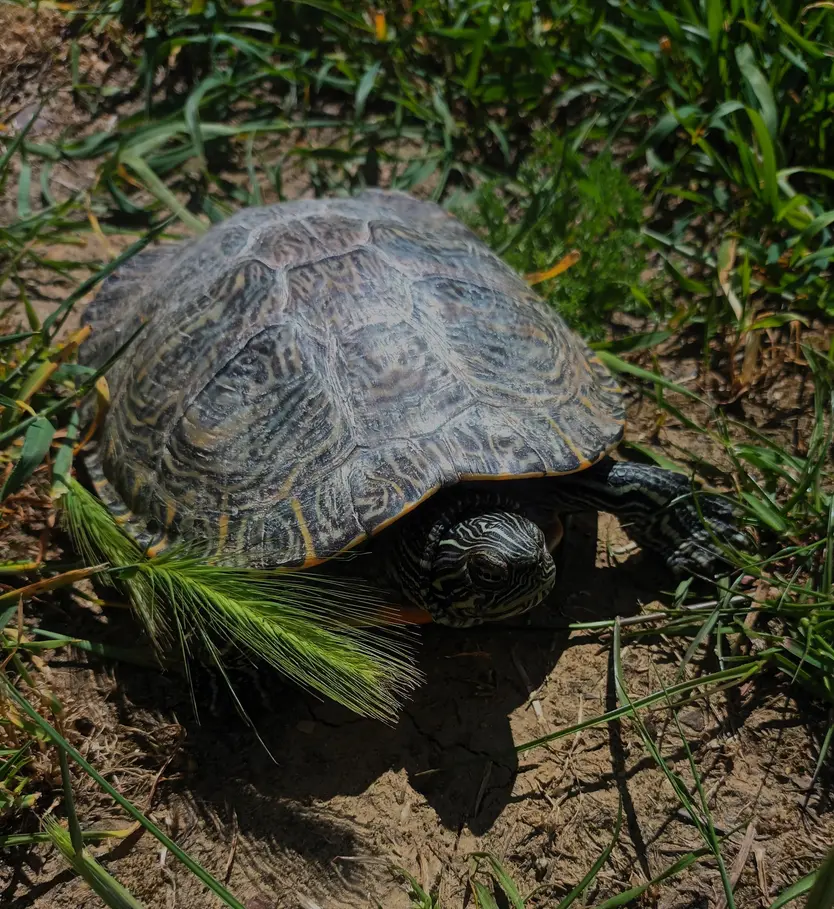 Tortuga de orejas amarillas