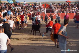 Toro del Cajón de Villoruela (46)
