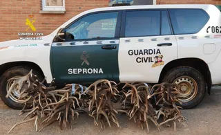 Los cuernos de ciervo y gamo incautados por la Guardia Civil a dos personas en las comarcas de Sayago y Benavente (Zamora) | Guardia Civil de Zamora