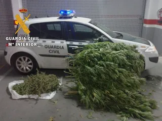 Marihuana Cipérez