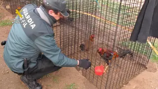 La Guardia Civil localiza un criadero ilegal de gallo combatiente español
