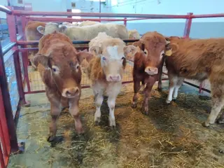 Mercado de ganado. Archivo