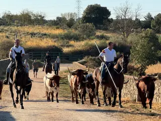 Último encierro a caballo en Aldeadávila de la Ribera con reses de Valrubio | Salamanca24horas
