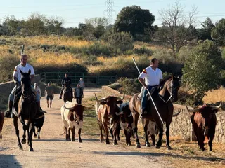 Último encierro a caballo en Aldeadávila de la Ribera con reses de Valrubio | Salamanca24horas