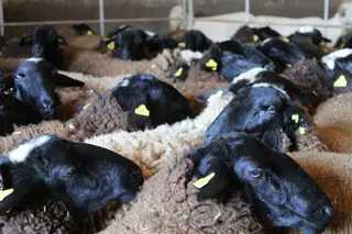 Prácticas alumnos de Ganadería y Asistencia en Sanidad Animal. Agrarias. IES Torres Villarroel