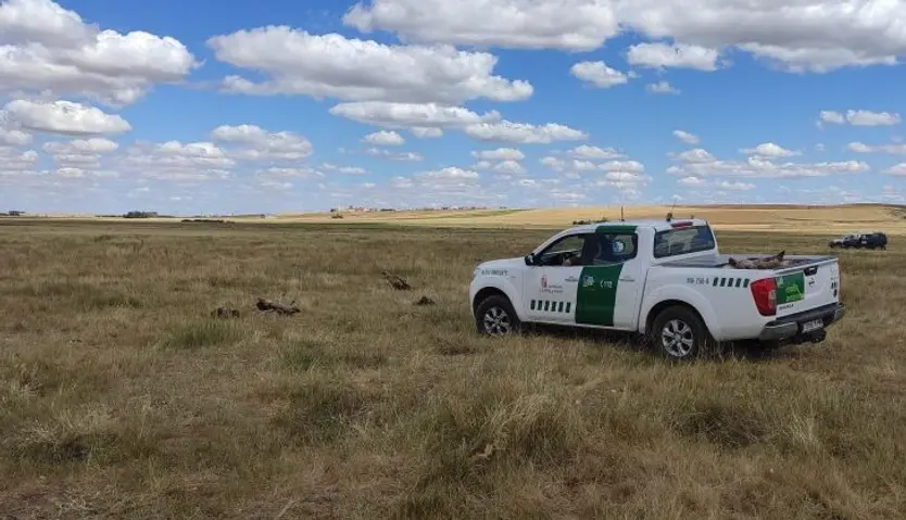 Operativo de la recogida de buitres envenenados en Monterrubio&nbsp;&nbsp;