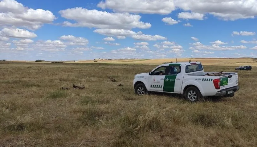Operativo de la recogida de buitres envenenados en Monterrubio 