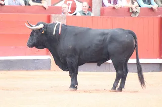 Botijero del Capea en la corrida concurso. Fotos Carlos H.G