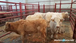 Cabezas de bovino