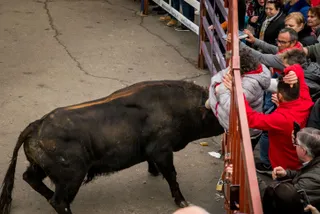 Mujer corneada en Ciudad Rodrigo | ICAL