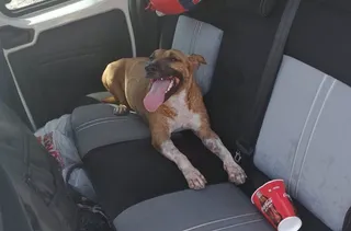 Perro suelto en el coche. Foto EP